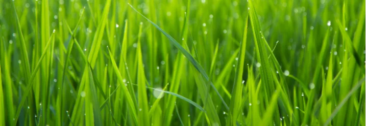 Taubedeckte Grashalme